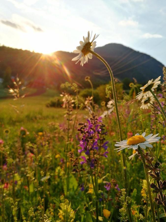 Bed and Breakfast Casa De Fiemme Тезеро Екстер'єр фото